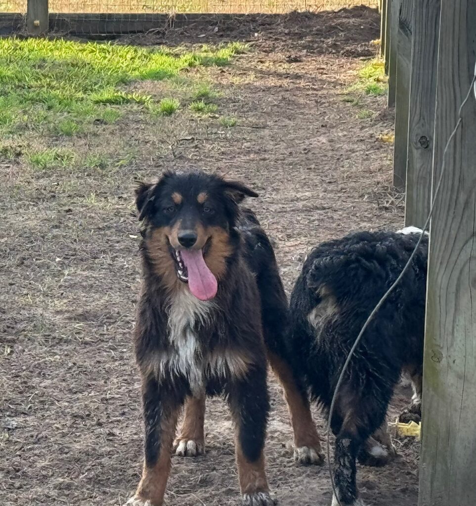 #5 Sadie
